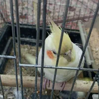 یک عدد|پرنده|اصفهان, سروستان|دیوار