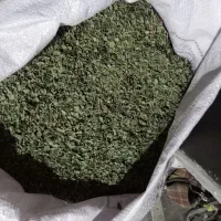 آویشن امسالی تازه سبز