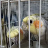 عروس هلندی لوتینو|پرنده|قم, قم نو|دیوار