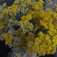 کنگر وای کوهی هر گیاه دارویی که بخواهید  مجوده