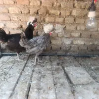 فروش دو عدد مرغ لهستانی تخم گذار
