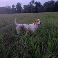 سگ گله گوسفند بسیار هوشیار|سگ|خان ببین, |دیوار