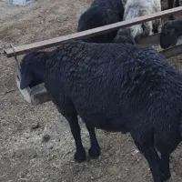 یک عددبره نر۵۰تا۶۰کیلو