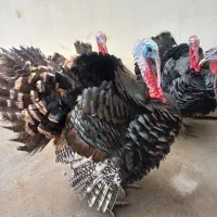 پرورش بوقلمون و جوجه بوقلمون و بوقلمون گوشتی