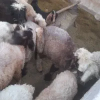 فروش بره نر وماده