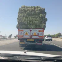 بیده خشک خشک بردسیری