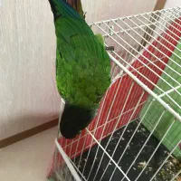 گرینچیک دستی فول  سه ماهه