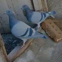 کفتر گمشده