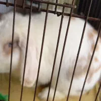 خرگوش لپ هلندی جنس نر