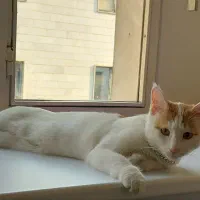 گربه‌ی گمشده