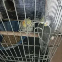 عروس هلندی مولد