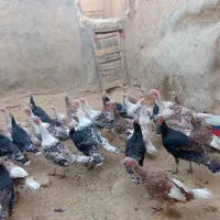 تعداد‌بیست‌عدد‌بوقلمون‌شش‌ماهه‌نژاددار