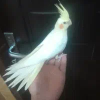 عروس هلندی|پرنده|اردبیل, |دیوار