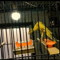 قناری یلو فاکتور