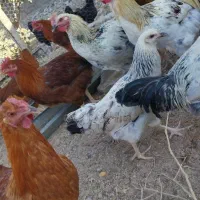 خروس محلی دو رگه