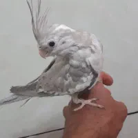 جوجه عروس هلندبی دستی و قفس
