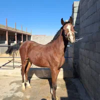 کره  اسب نریون. قیمت توافقی|اسب و تجهیزات اسب‌سواری|فلاورجان, |دیوار