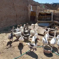 فروش غو قاز|حیوانات مزرعه|یزد, |دیوار