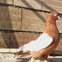 نروماده سینه سرخ وسینه سیاه اس اس|پرنده|مشهد, انقلاب|دیوار