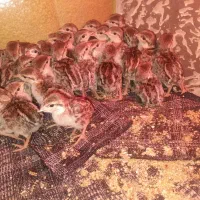 بلدرچین کوهی