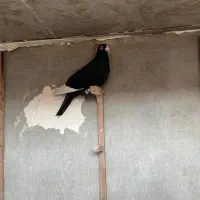 پرنده کبوتر قره سیاه|پرنده|شیراز, شهرک گلستان|دیوار