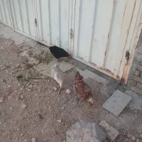 فروش مرغ خروس