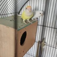 طوطی برزیلی جفت