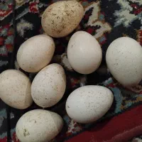 تخم بوقلمون نطفه دار