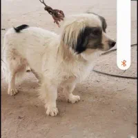 سگ گمشده|حیوانات|تفت, |دیوار