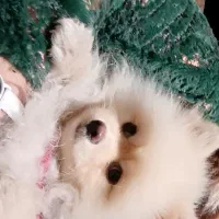 سگ پامر خرسی