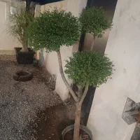 درخت مورد سه شاخه