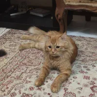 ۳عددگربه هیمالین|گربه|ارومیه, |دیوار