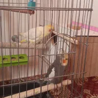 عروس هلندی