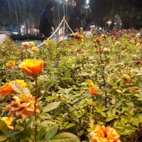 آنجا که هرصبحش امیدمی بارد