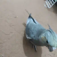 طوطی گمشده در مسکن مهر|حیوانات|بهبهان, |دیوار