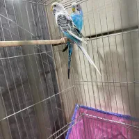 جفت مرغ عشق|پرنده|کرمان, |دیوار