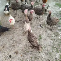 بوقلمون و اردک اسراییلی|حیوانات مزرعه|تالش, جوکندان|دیوار