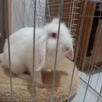 خرگوش لوپ سفید