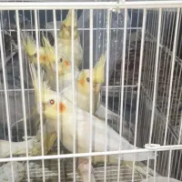 یک جفت عروس هلندی مولد