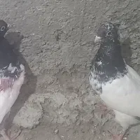 جوجه کله سیاه وکله دم سبز پرشی