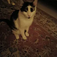 گربه واگذاری رایگان|گربه|کرج, شاهین‌ویلا|دیوار