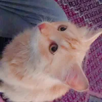 خر گربه نارنجی