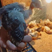 گردن لختی استثنایی نژاد سنگین وزن