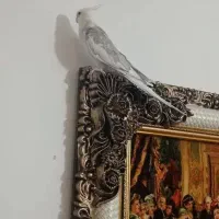 عروس هلندی|پرنده|هشتگرد, شهرک ولیعصر (مهستان)|دیوار