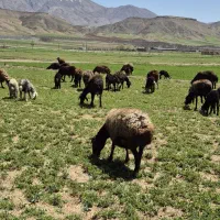 ۵۲عدد میش وبره افشار