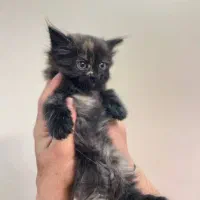 گربه پرشین ماده دال فیس دوماهه شناسنامه دار