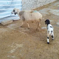 میش وبره|حیوانات مزرعه|کرمانشاه, |دیوار