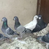 کفتر مسافتی پلاکی|پرنده|قم, انسجام|دیوار