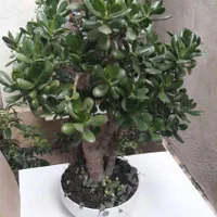 بنسای کراسولا اواتا ۴۰ و۳۰ ساله