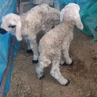 فروش میش با دوبره